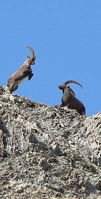 bouquetins-montagne-claree-faune