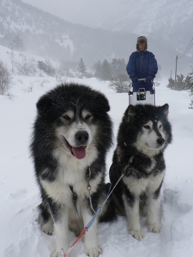 cani da slitta a Clarée