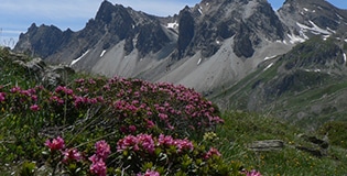 flora of Clarée