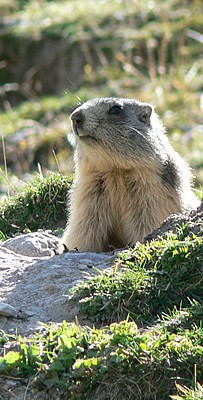 marmotte-montagne-claree-faune