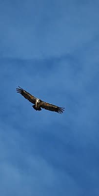 avvoltoio-montagna-claree-fauna selvatica