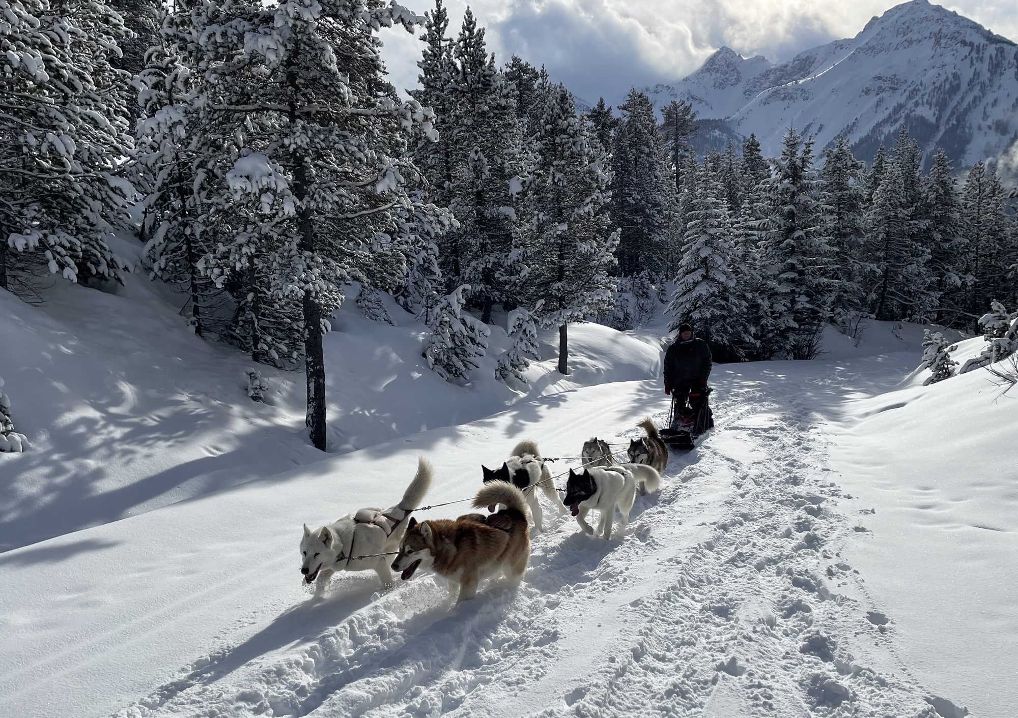 cani da slitta a Clarée