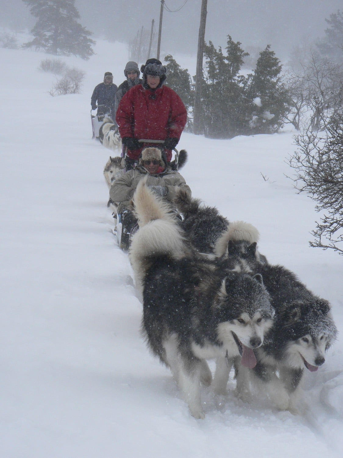 cani da slitta a Clarée